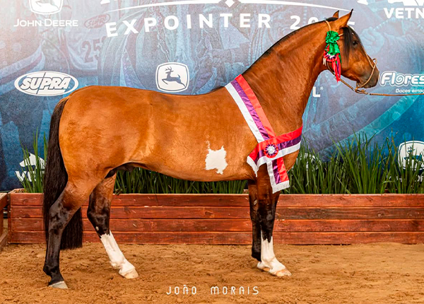 LAS GURIZAS FOGONERO