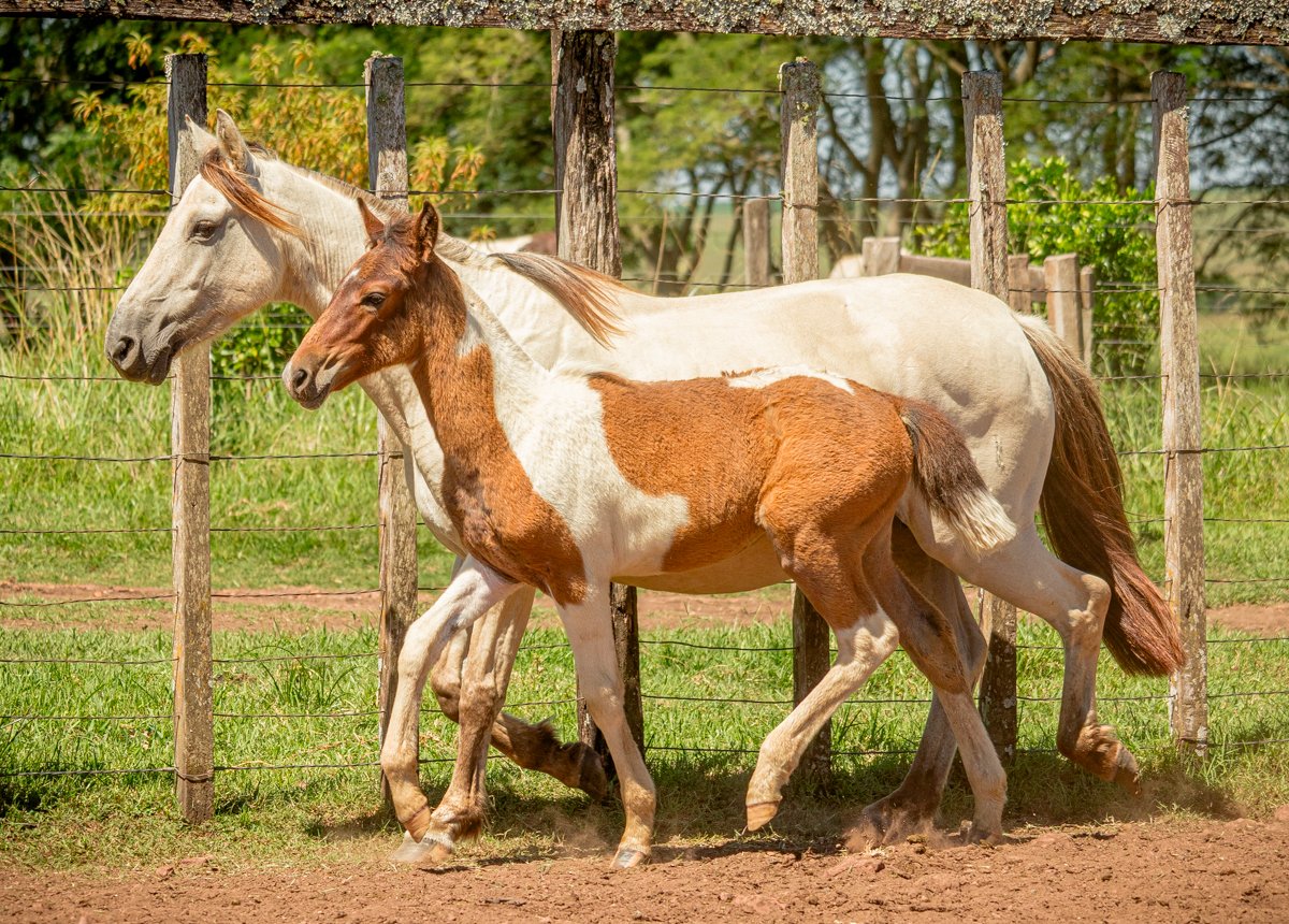 INFANTADA DA MARCA JOTA