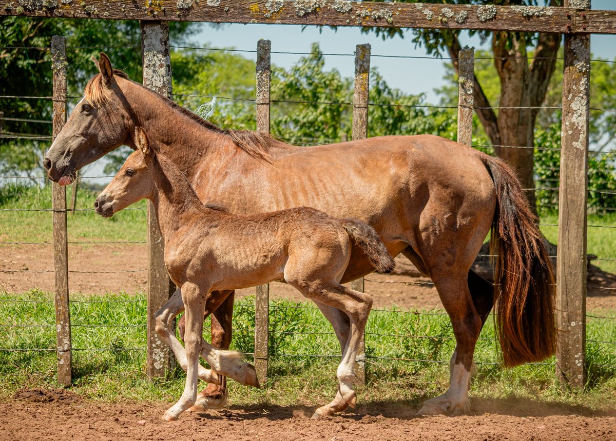 OPERA DA MARCA JÓTA