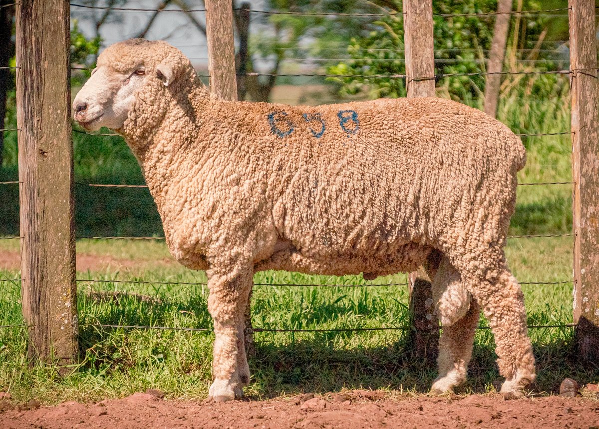 P.A.P. JL PAP JL 658