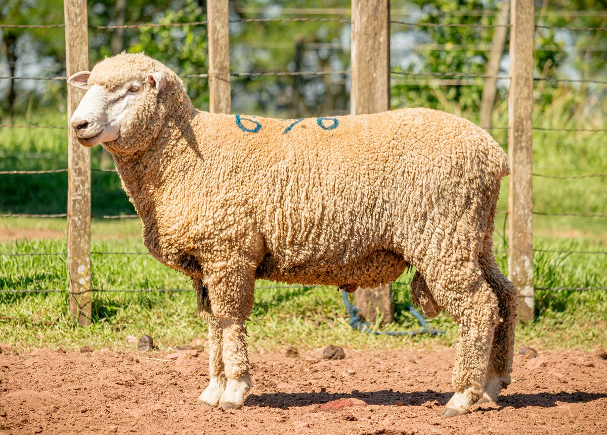 P.A.P. JL PAPJL A676