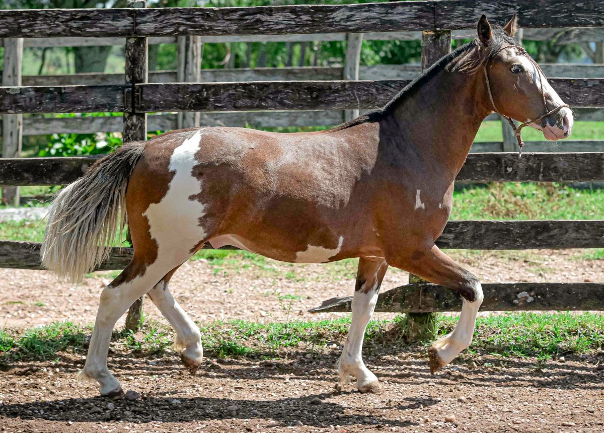 Ô DE CASA DO SETE CAPOTE