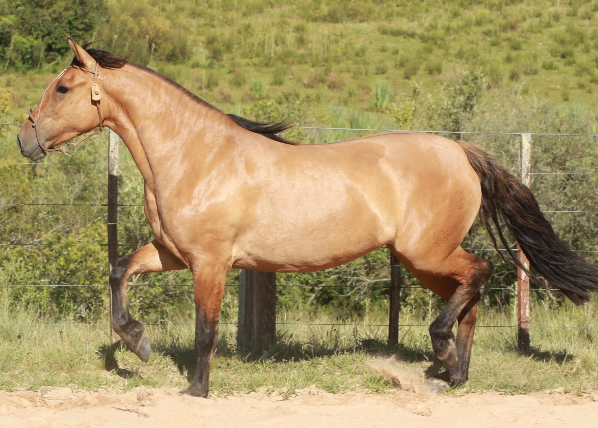 URUGUAIA DO MACANUDO