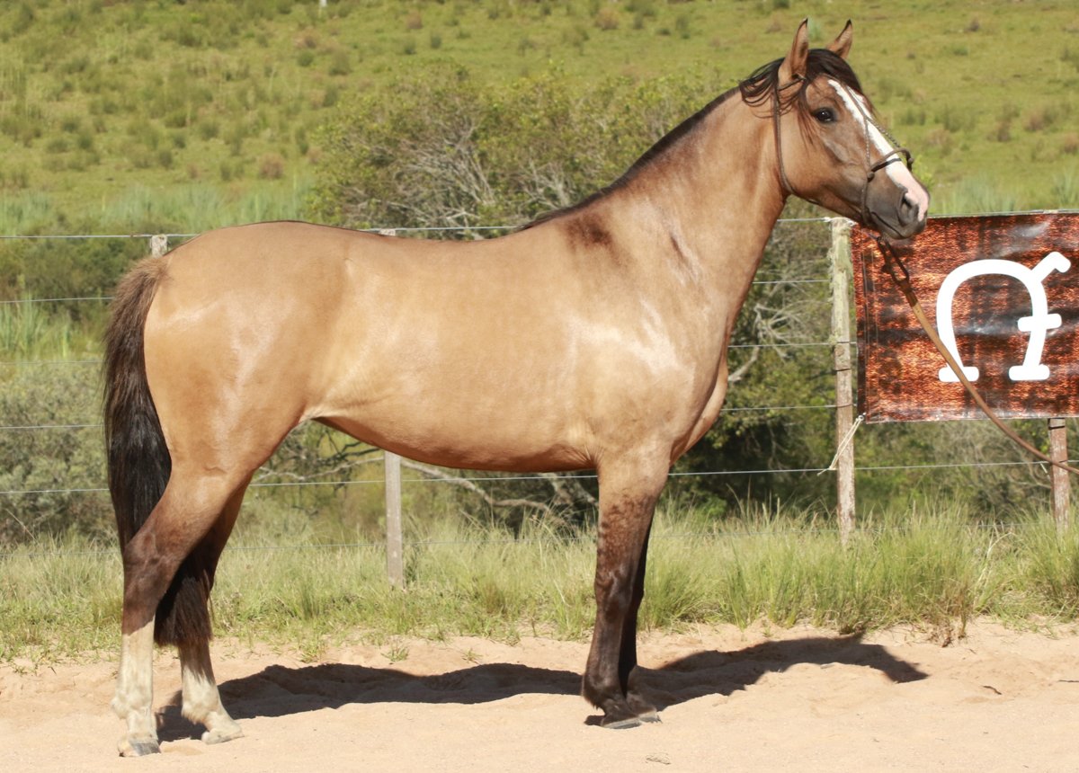 USURA II DO MACANUDO