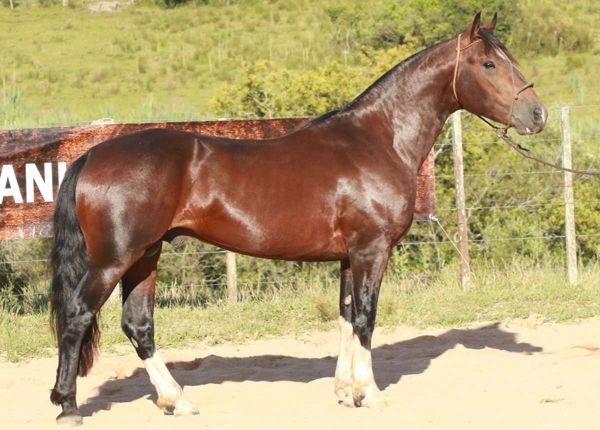 URTIGÃO II DO MACANUDO