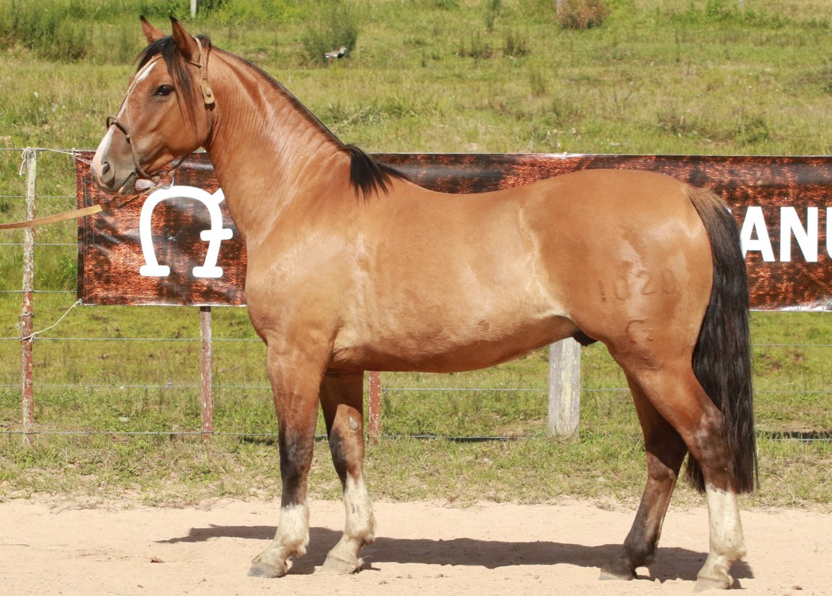 URUTAU II DO MACANUDO