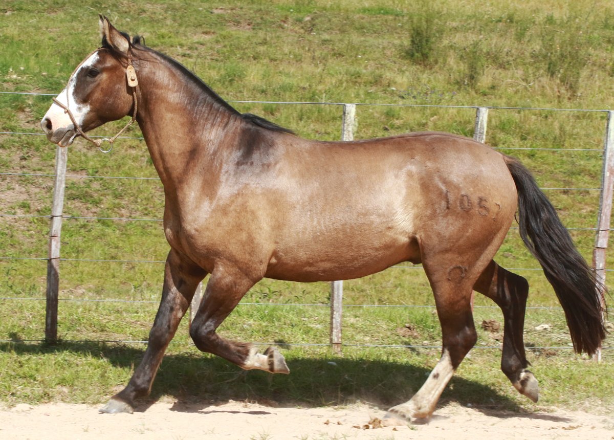 ULTIMATO II DO MACANUDO