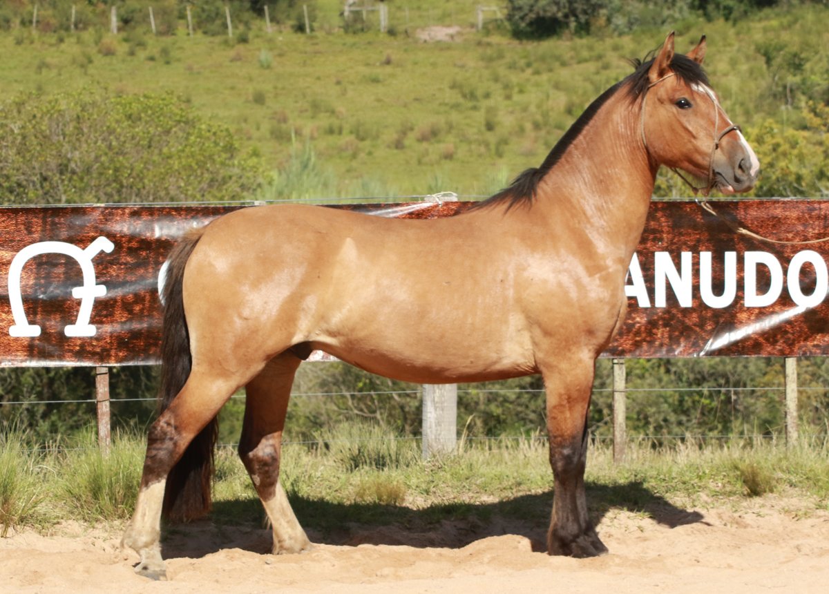 URUGUAIO DO MACANUDO