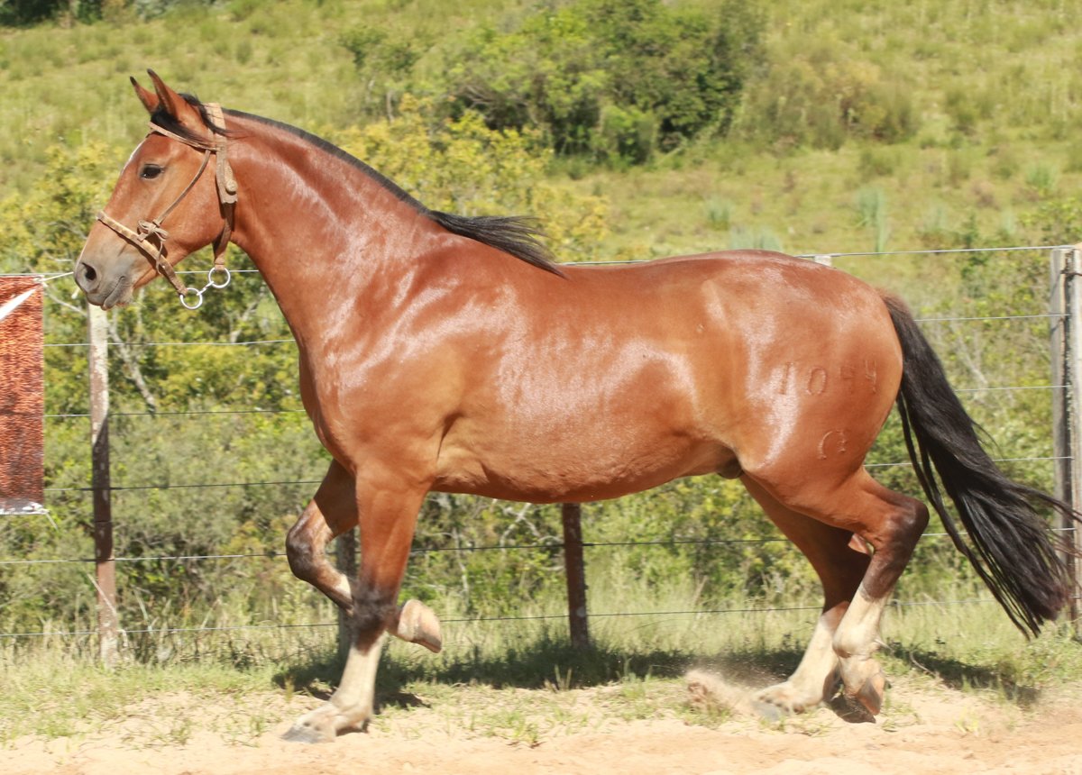 UPA E TEVE II DO MACANUDO