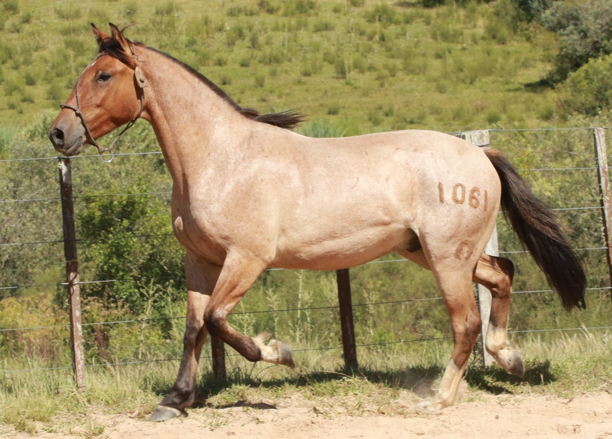 USURPADOR DO MACANUDO