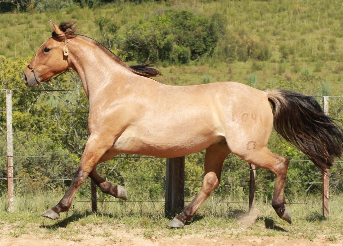 URSO PARDO DO MACANUDO