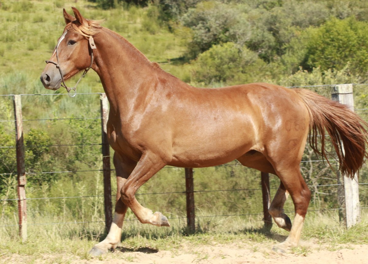 UM BUENO DO MACANUDO