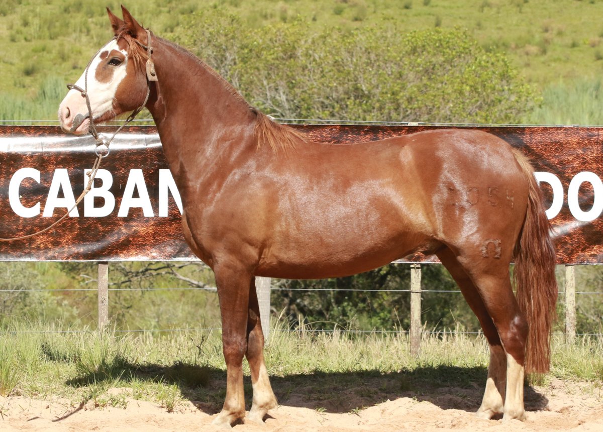 UNIVERSO DO MACANUDO