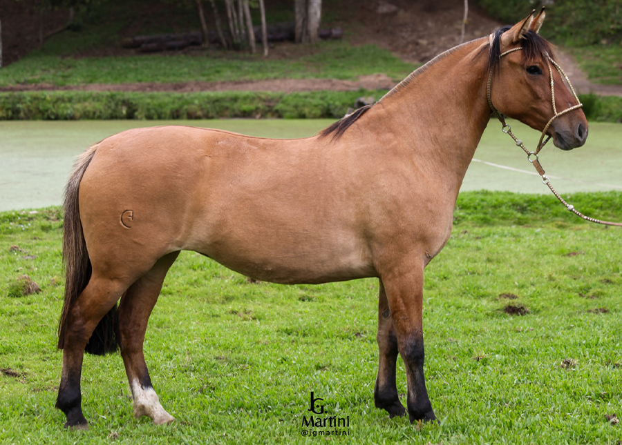 DON BASTO MIL RAZONES