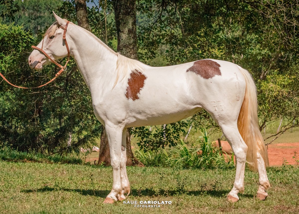 ESPERANÇA DA SETE SETE