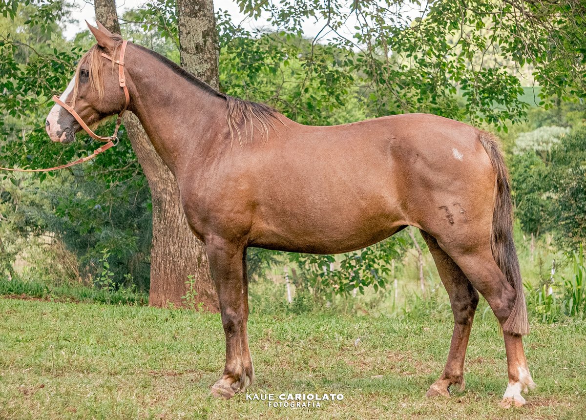 CACHUXA DA SETE SETE