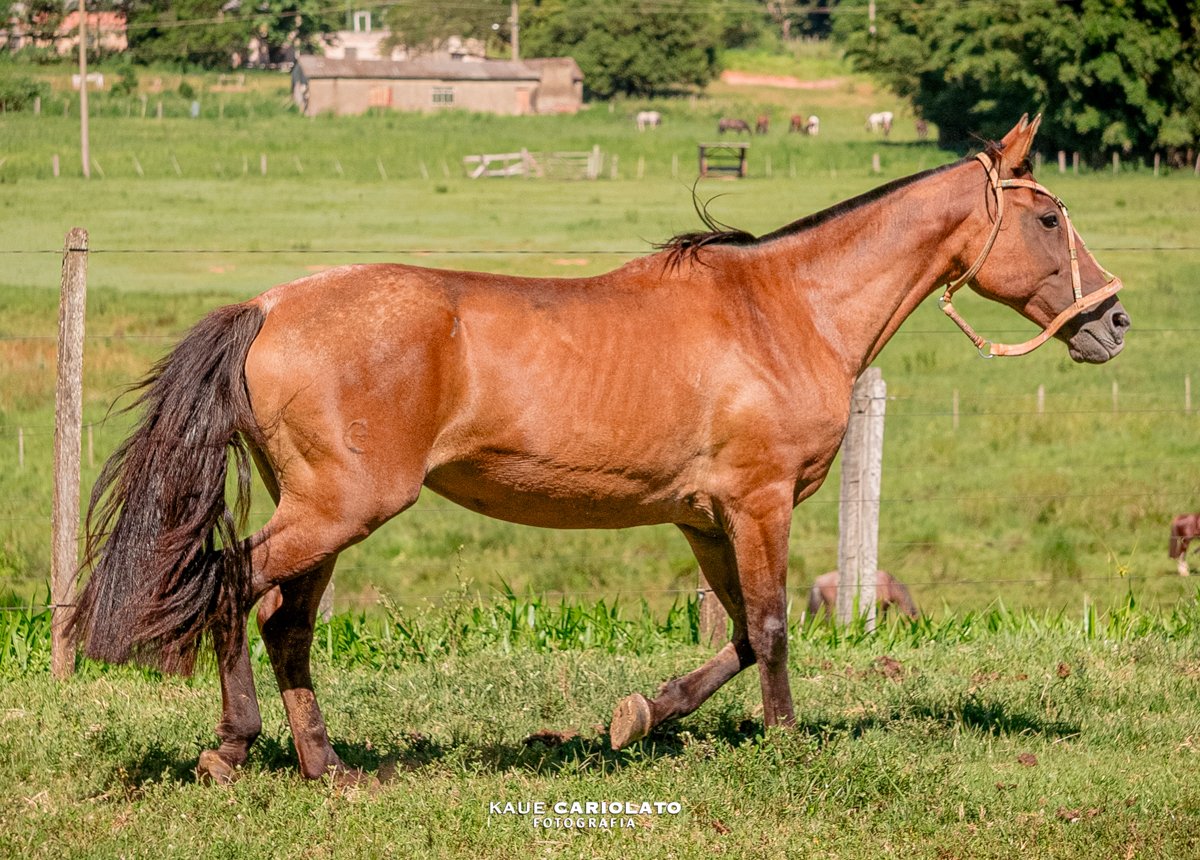 MANILHA DE OURO DO RASTREADOR