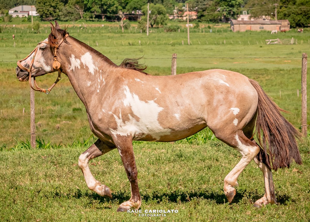 JOIA RARA 105 DO JAE