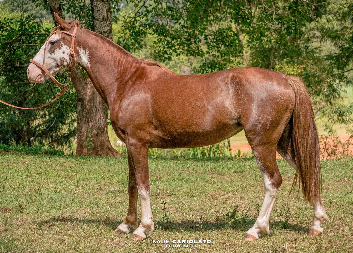 ELEGANCIA DA SETE SETE