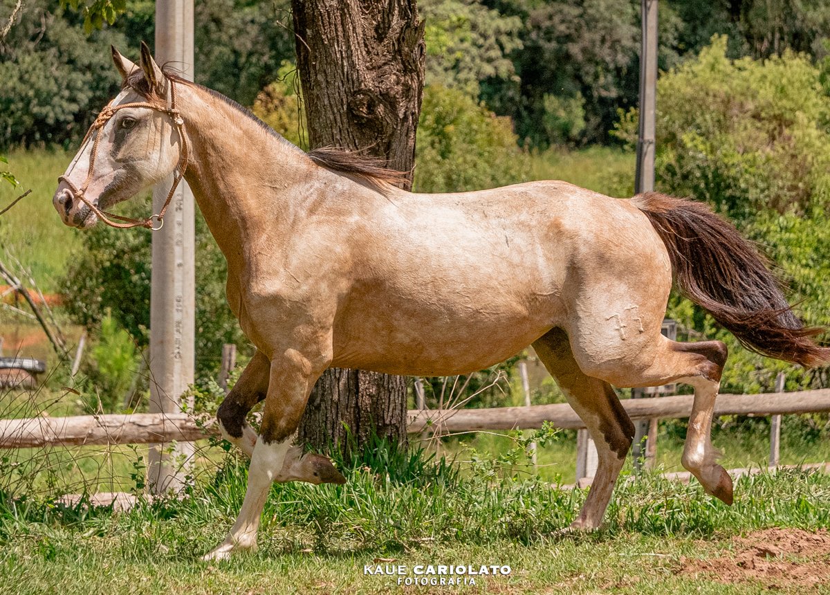 ESMERALDA DA SETE SETE