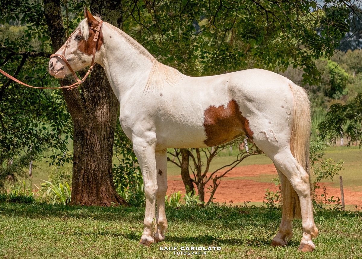 ESTILHAÇO DA SETE SETE