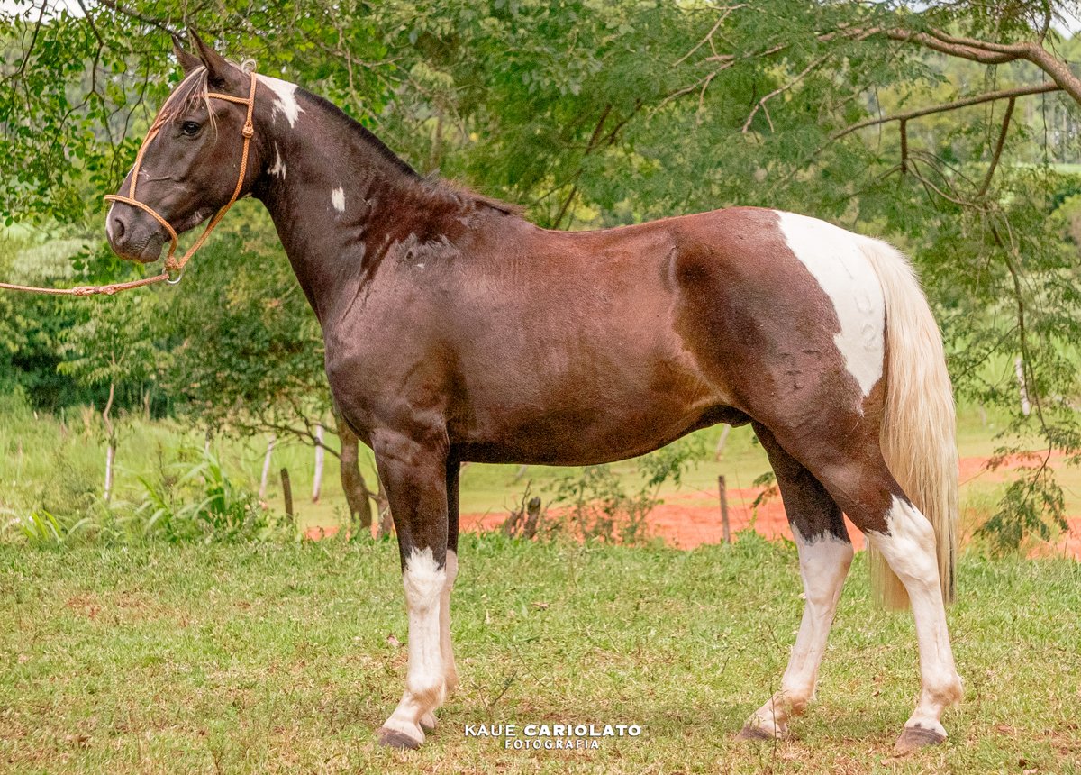 ESTUFADO DA SETE SETE