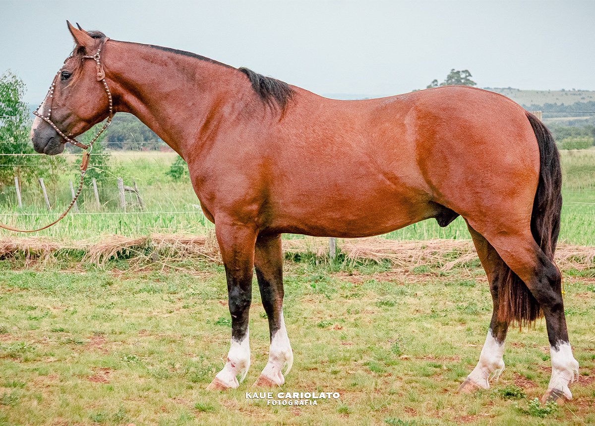 CARTUCHO DA COXILHA FRIA