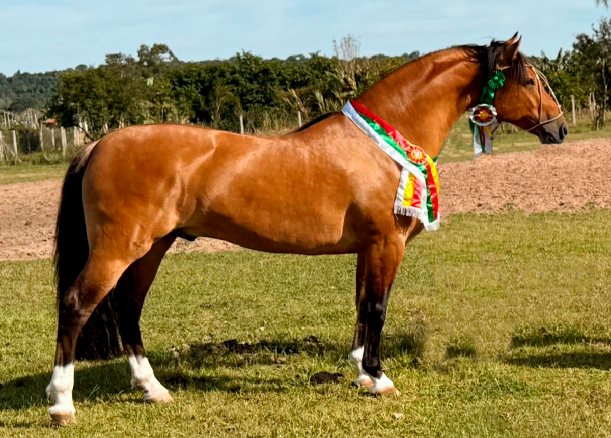 FANDANGO DE QUARACI - (COTA 5%)