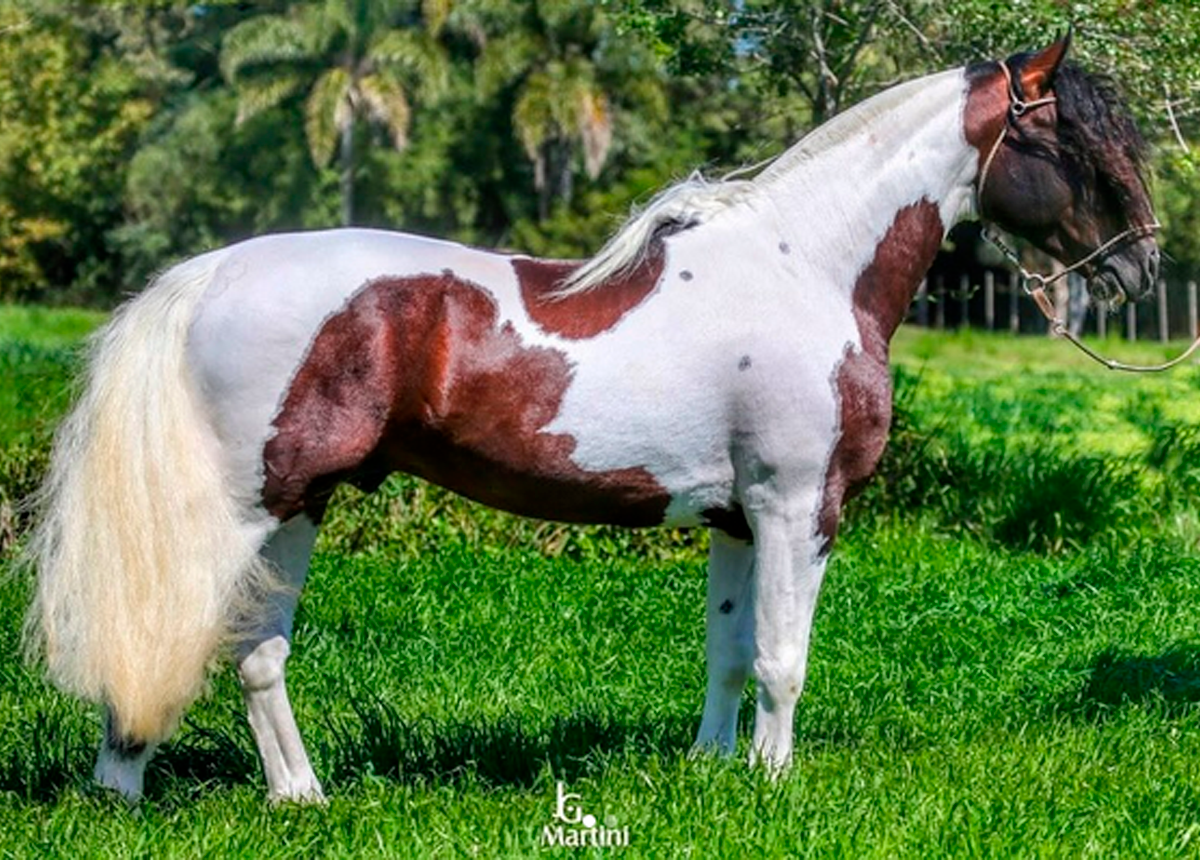 BT EL GUAPO (COTA DE 2,5%)