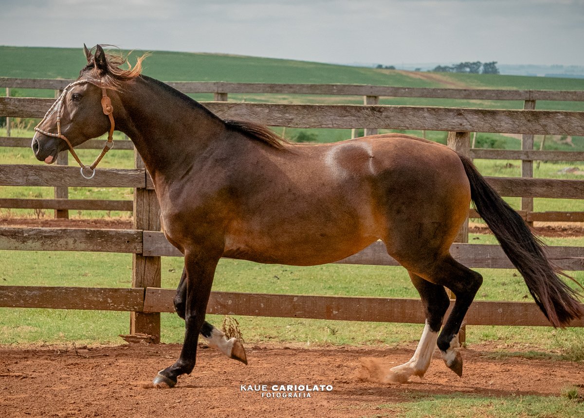 DON AMARILLO DAMA DE OURO