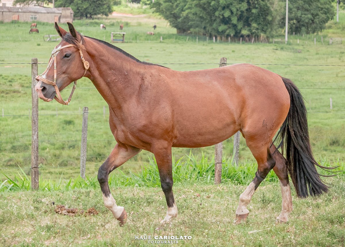 EL BUELITA 46 DO JAE