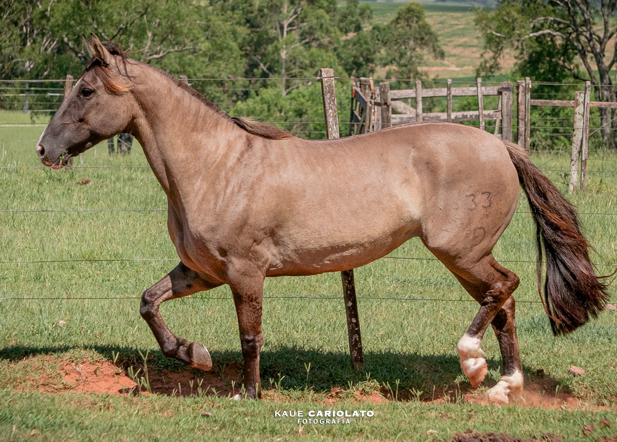 GURIA LUBUNA DO TAQUARÍ DE SÃO CHICO