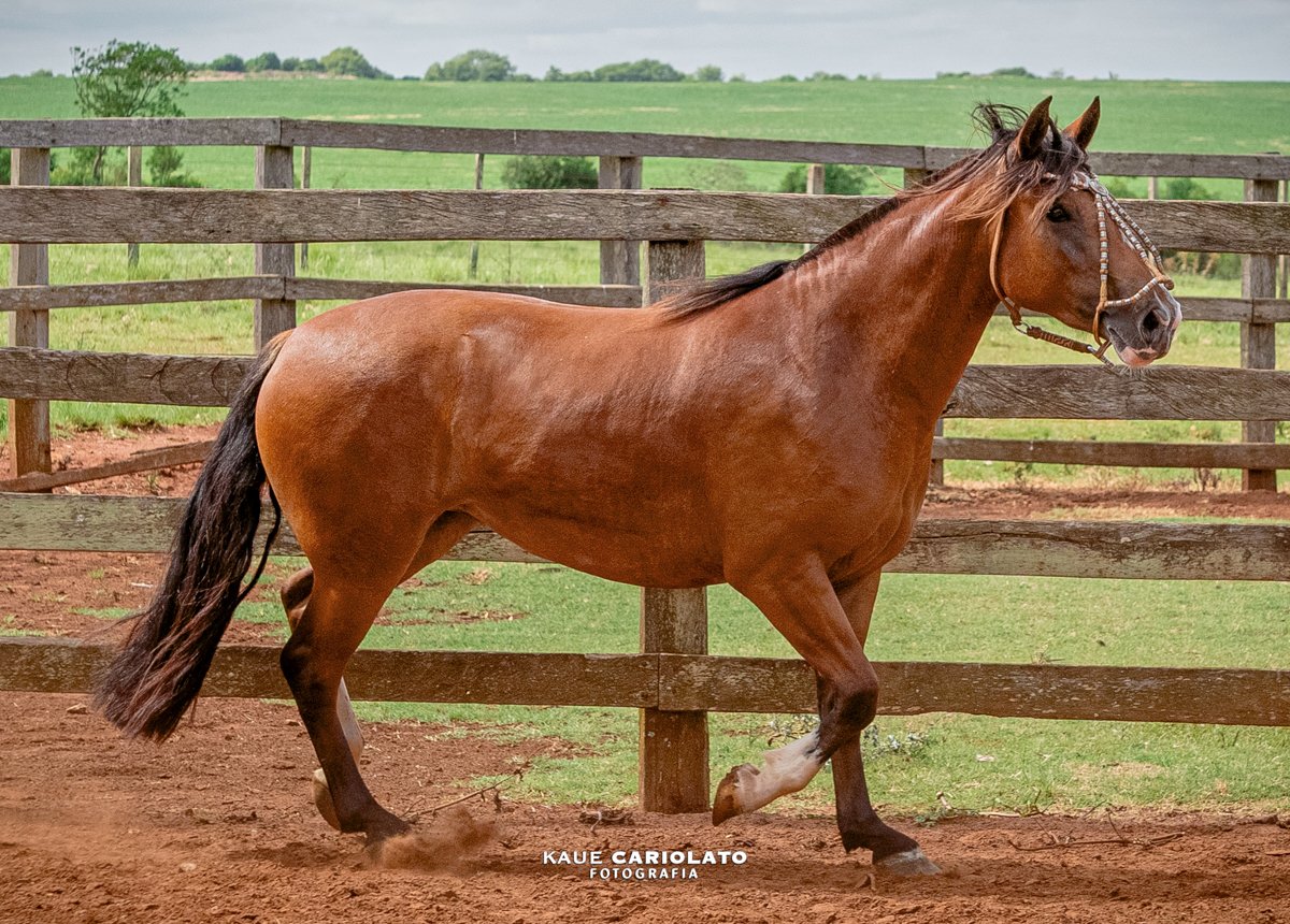 DON AMARILLO HISTÓRIA DO PAMPA