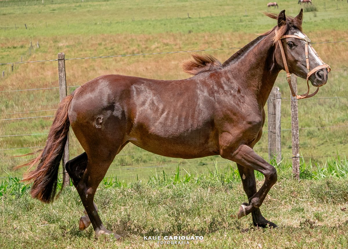 JABOTICABA 114 DO JAE