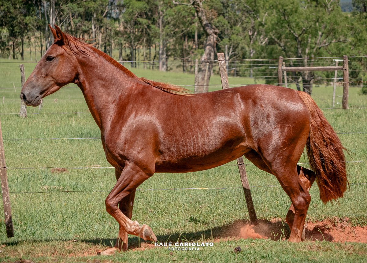 JB DONA FLOR DO TAQUARÍ DE SÃO CHICO