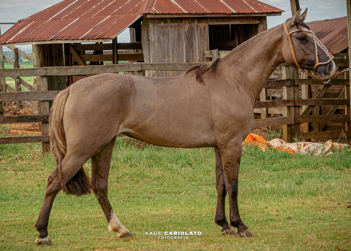 DON AMARILLO HORTÊNCIA