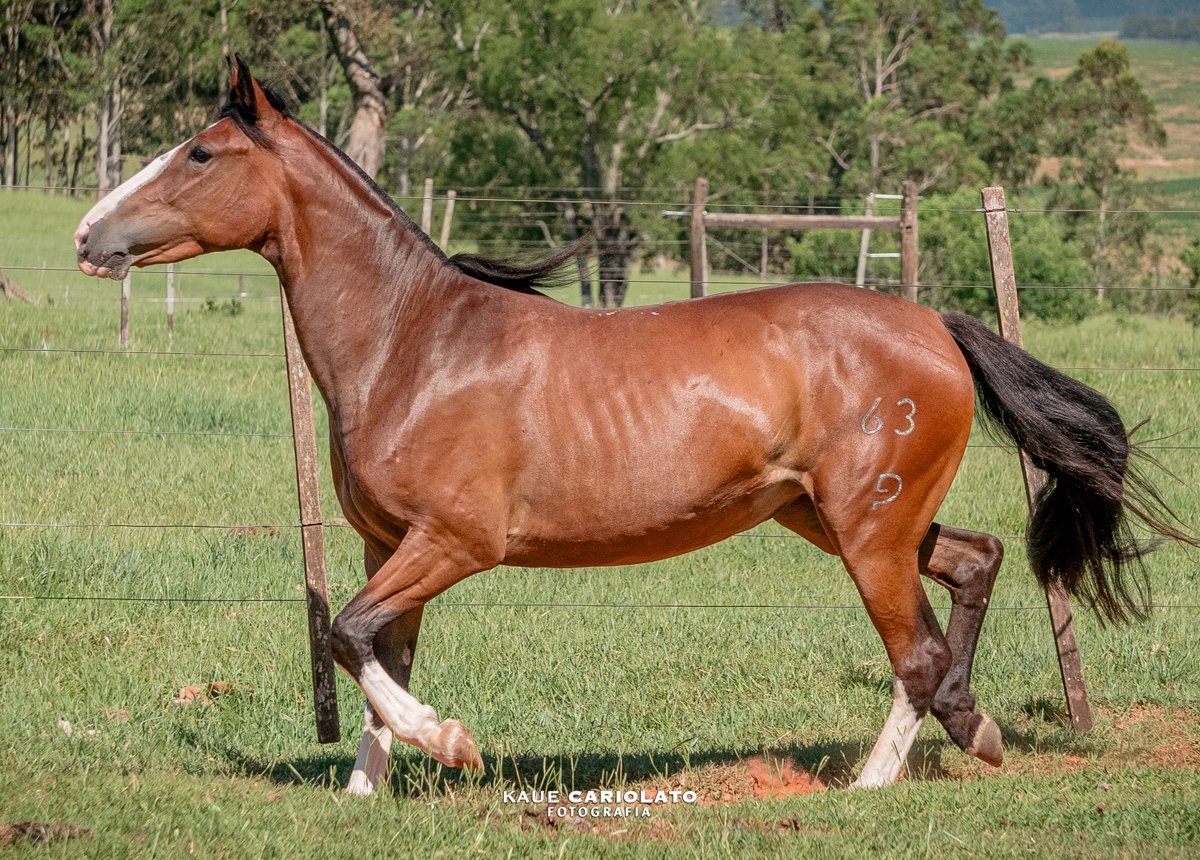 JB DÁDIVA DO TAQUARÍ DE SÃO CHICO