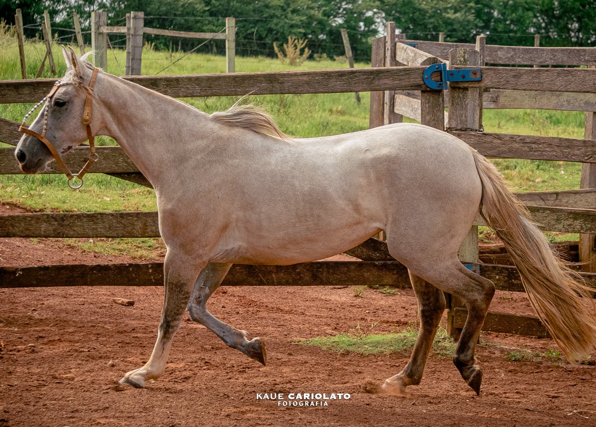 DON AMARILLO GUAYAQUI