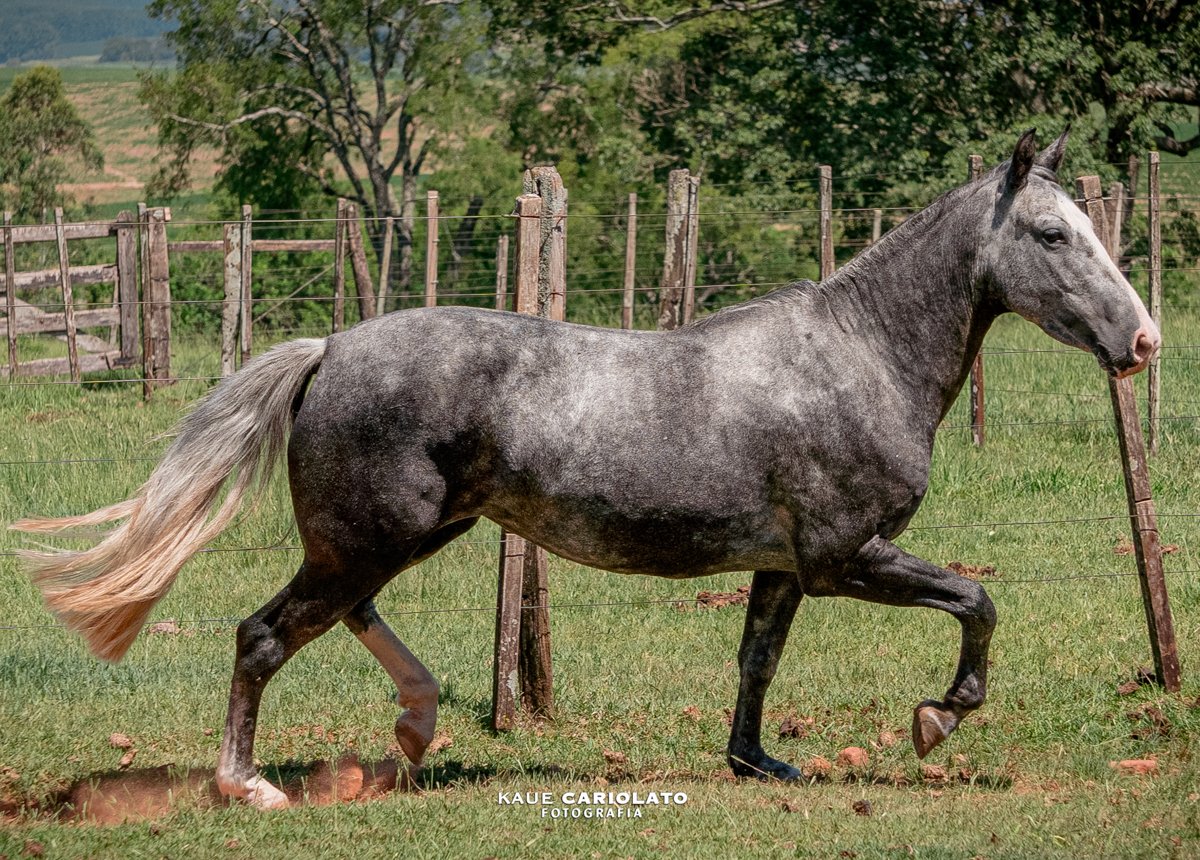 JB CAPIVARA DO TAQUARÍ DE SÃO CHICO