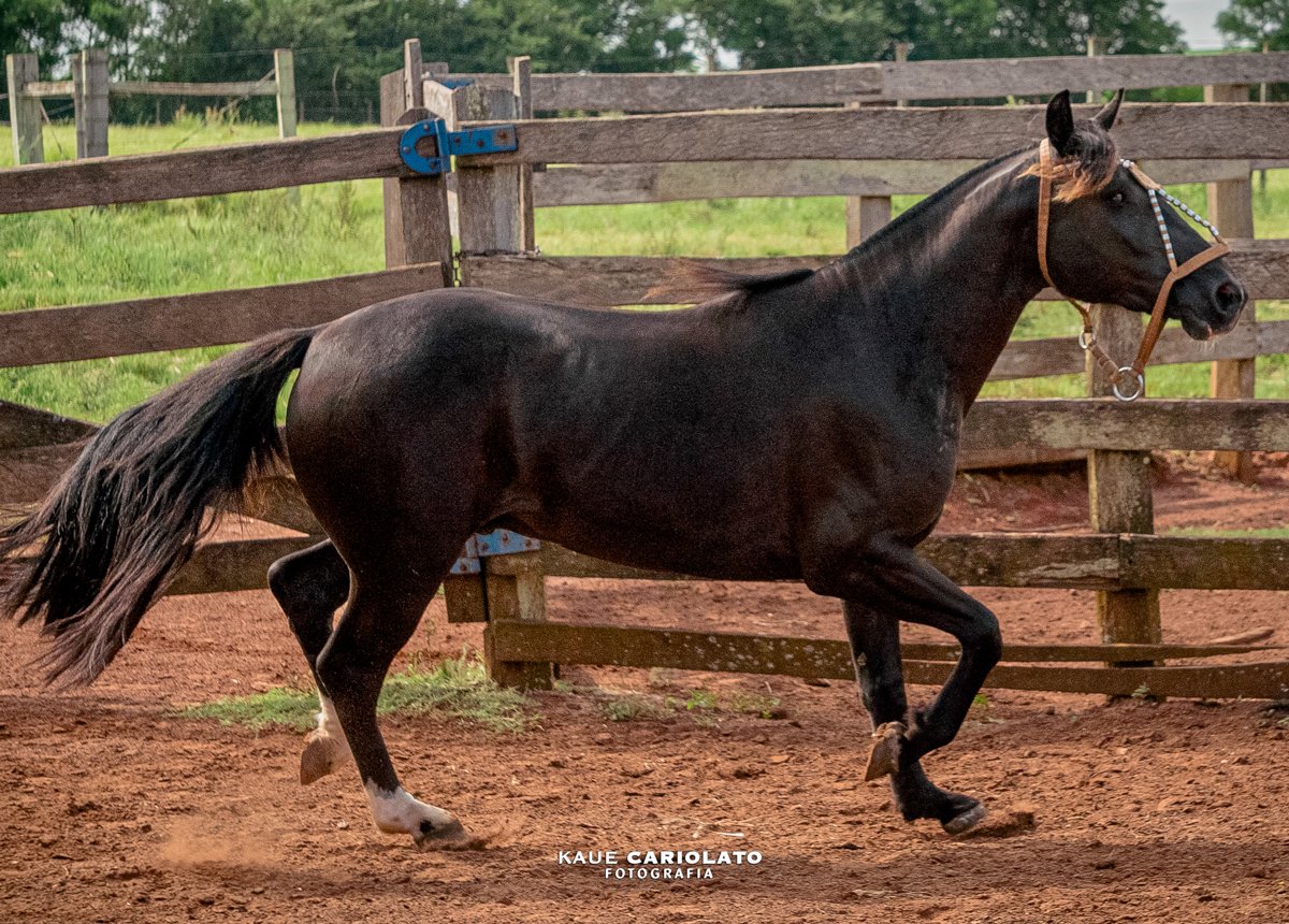DON AMARILLO HARAGANO DA FLOR DA VIDA