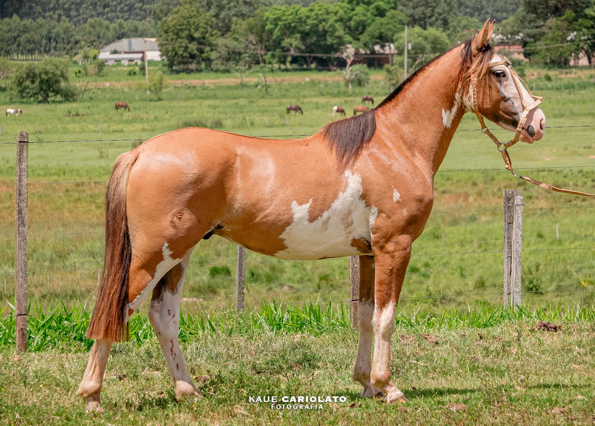 ÍNDIO GUAPO 100 DO JAE