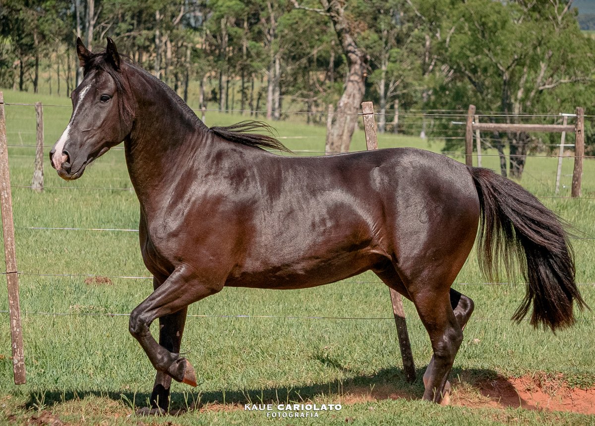 MARCA TOURO DO TAQUARÍ DE SÃO CHICO