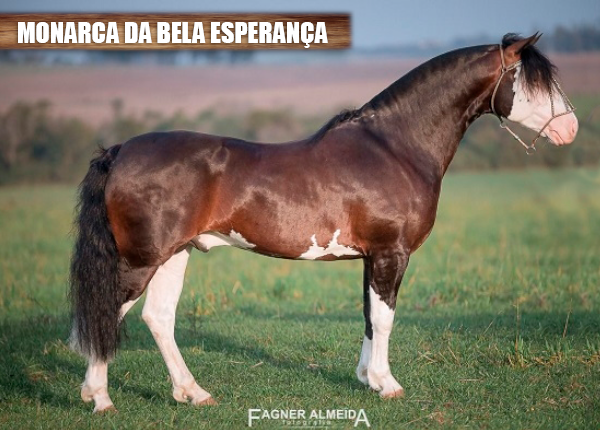 MONARCA DA BELA ESPERANÇA 