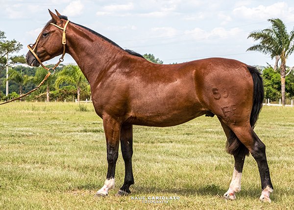 TOURO PASSO DOUTORADO