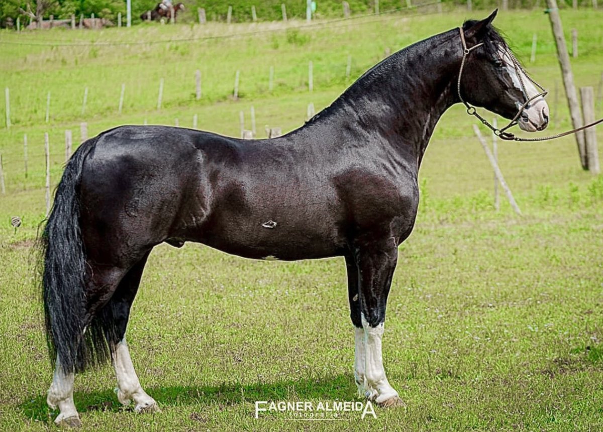 COBERTURA - MARCONI ÍNDIO NEGRO-TE 