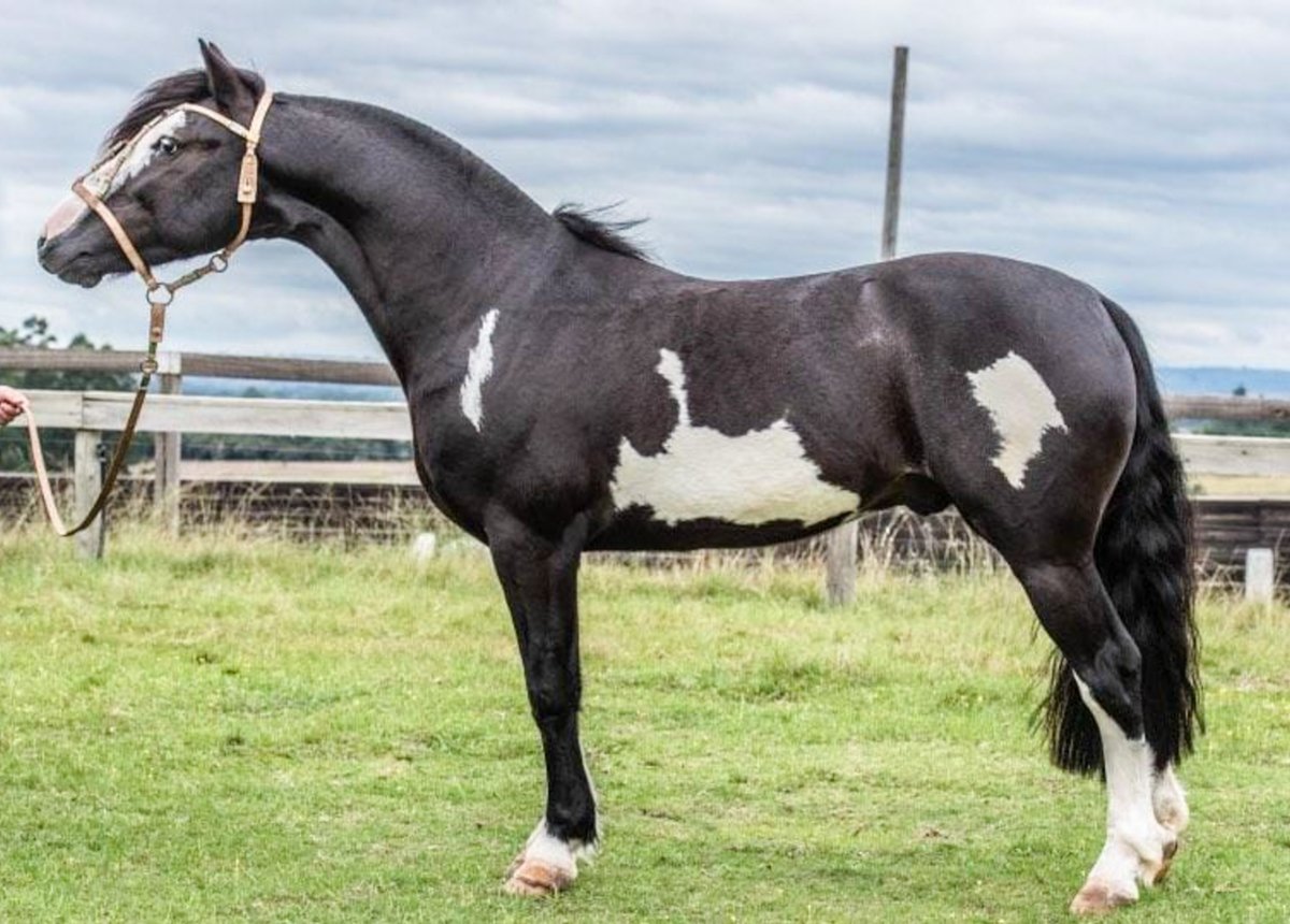 04 COTAS DE 2,5% - QUILAY BIEN VENIDO