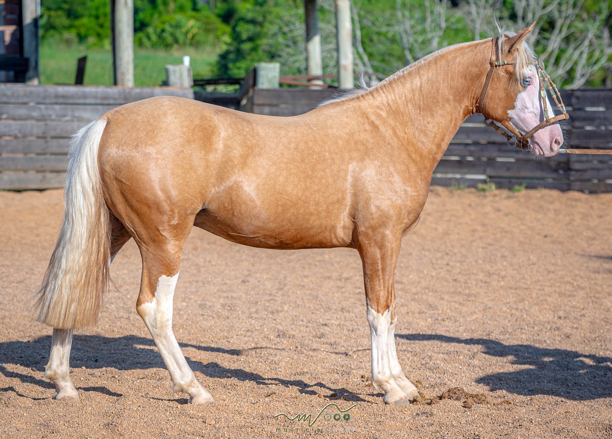 DICHOSO DA RIO BONITO