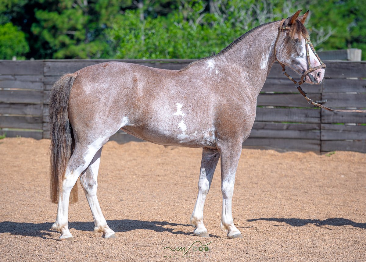 BUENA MOÇA DO VENTO BRAVO