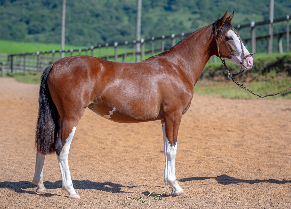 AFAMADA DA SANTA CLAIR