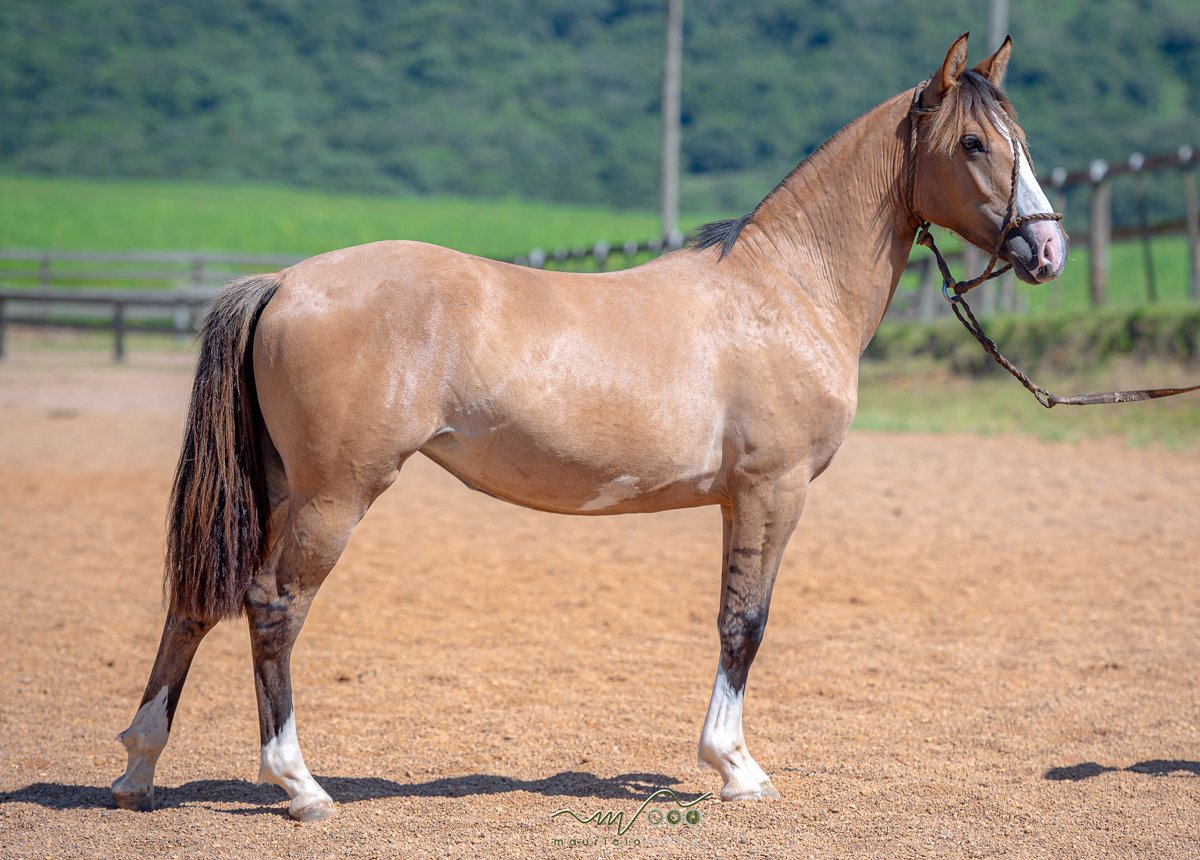 ÁGATA DA SANTA CLAIR